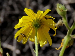 Osteospermum pinnatilobatum