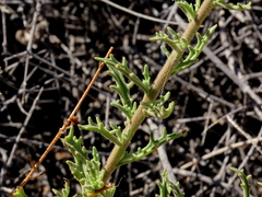 Osteospermum pinnatilobatum