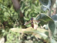 Sphaerophoria rueppellii