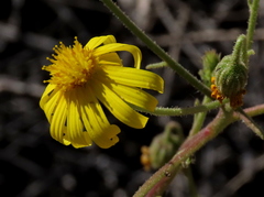 Osteospermum pinnatilobatum