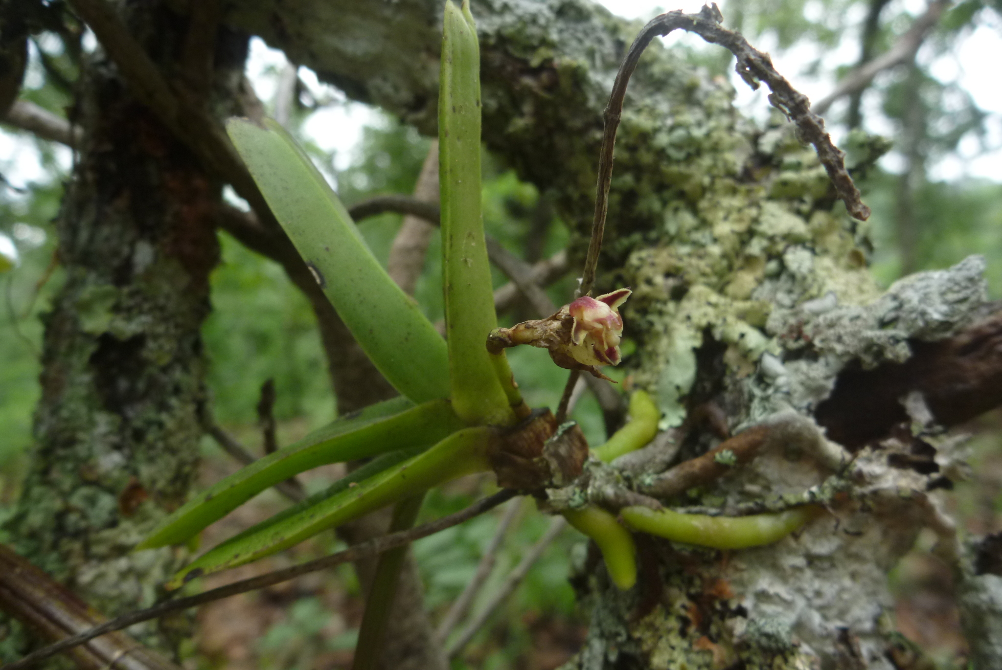 Cleisomeria