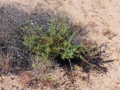 Osteospermum pinnatilobatum