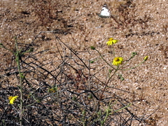 Osteospermum pinnatilobatum