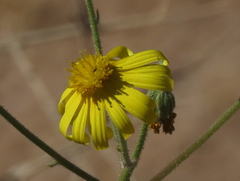 Osteospermum pinnatilobatum