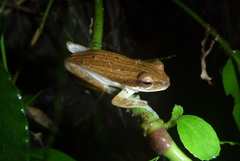 Chirixalus doriae