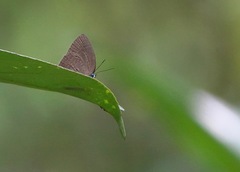 Arhopala epimuta