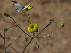 Osteospermum pinnatilobatum