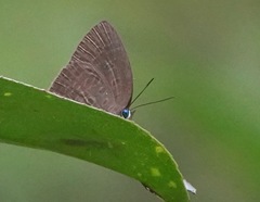 Arhopala epimuta
