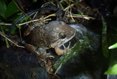 Limnonectes gyldenstolpei