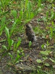 Turdus pilaris