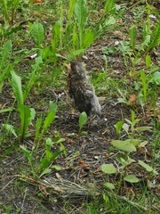 Turdus pilaris