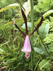 Cleistesiopsis bifaria