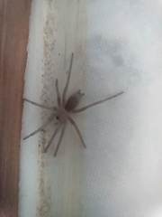 Scotophaeus tubicola