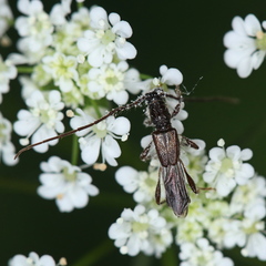 Molorchus umbellatarum