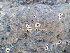 Chthamalus stellatus