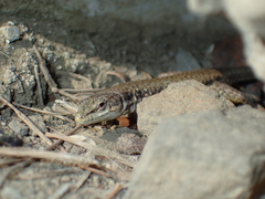 Darevskia portschinskii