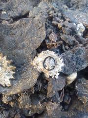 Chthamalus stellatus