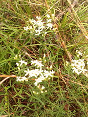 Sericocarpus linifolius