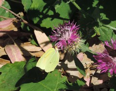 Gonepteryx cleopatra