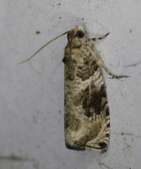 Olethreutes appendiceum