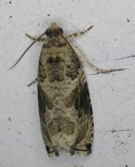 Olethreutes appendiceum