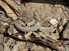 Darevskia portschinskii