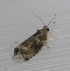 Olethreutes appendiceum