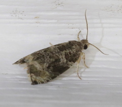 Olethreutes appendiceum