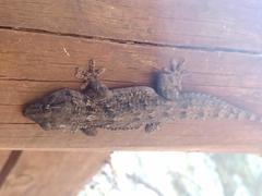Tarentola angustimentalis