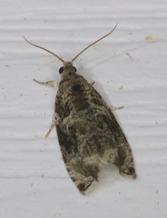 Olethreutes appendiceum