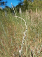 Elymus repens