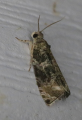 Olethreutes appendiceum