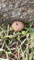 Lycoperdon scabrum