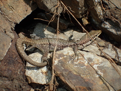 Darevskia portschinskii