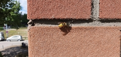 Vespula