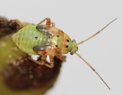 Lygus pratensis photo 4