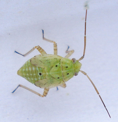 Lygus pratensis photo 5