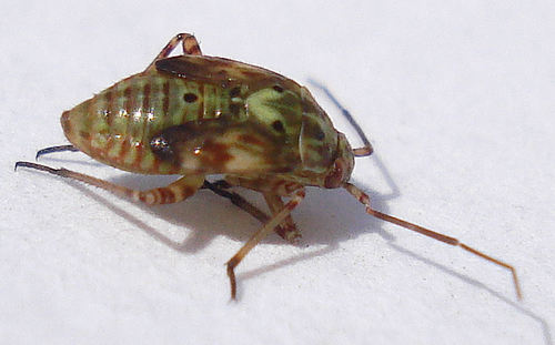 Lygus pratensis photo 3