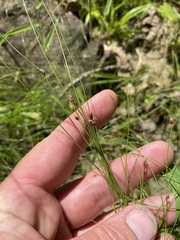 Eleocharis tenuis verrucosa