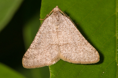 Macaria saphenata