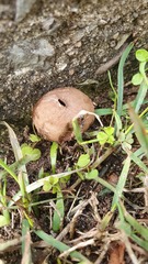Lycoperdon scabrum