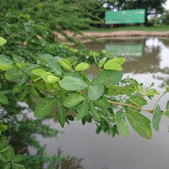 Pithecellobium dulce