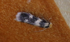 Etainia sericopeza