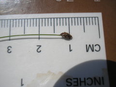 Eleocharis tenuis verrucosa