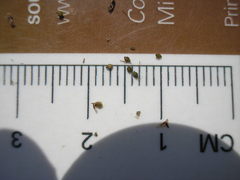 Eleocharis tenuis verrucosa