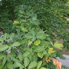 Pithecellobium dulce
