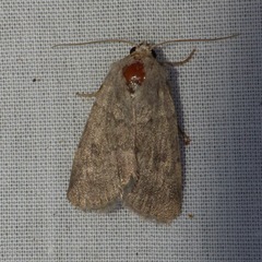Caradrina gilva