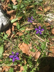 Gentiana verna