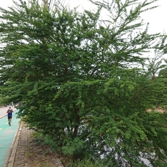 Pithecellobium dulce