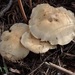Leucopaxillus cerealis - Photo (c) johneichler, some rights reserved (CC BY-NC), uploaded by johneichler